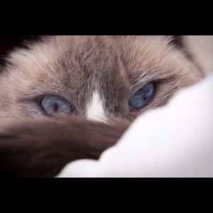 Meet your Posher, Luz